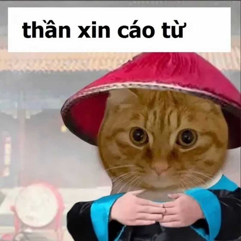 Xin cáo từ meme hài