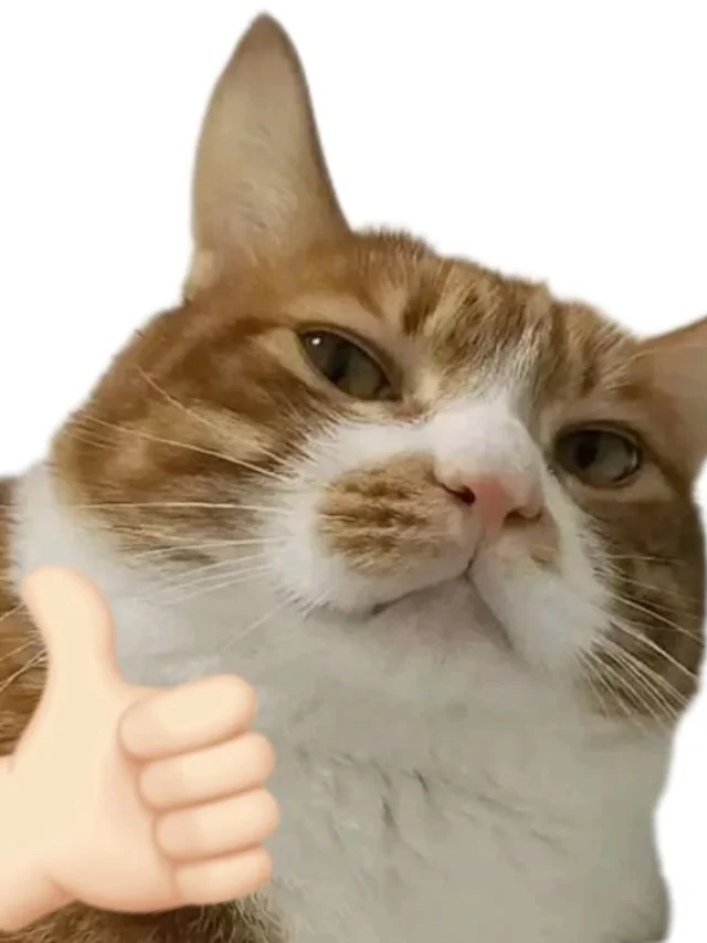 Ảnh meme con mèo like bá đạo